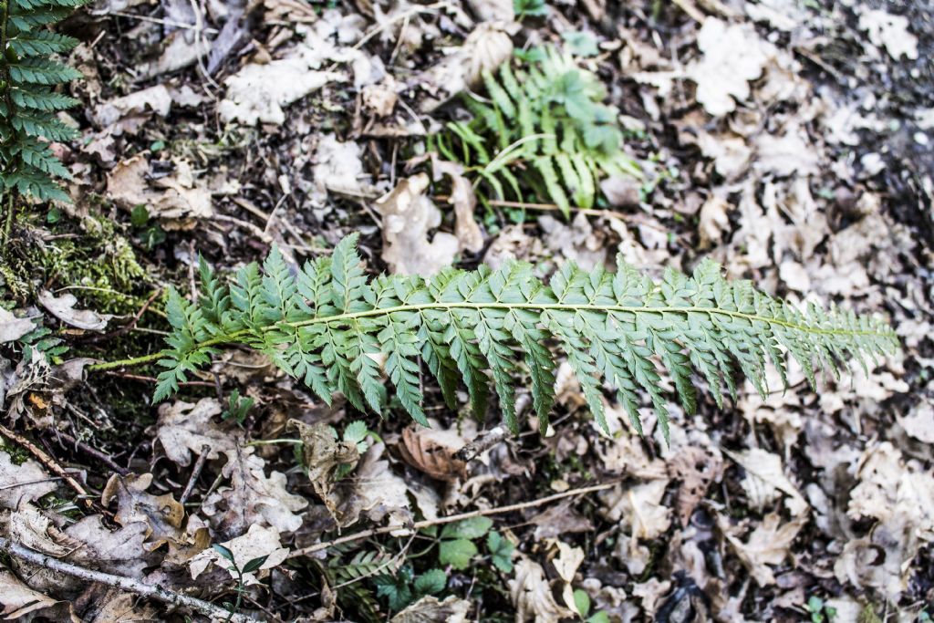 Polystichum aculeatum